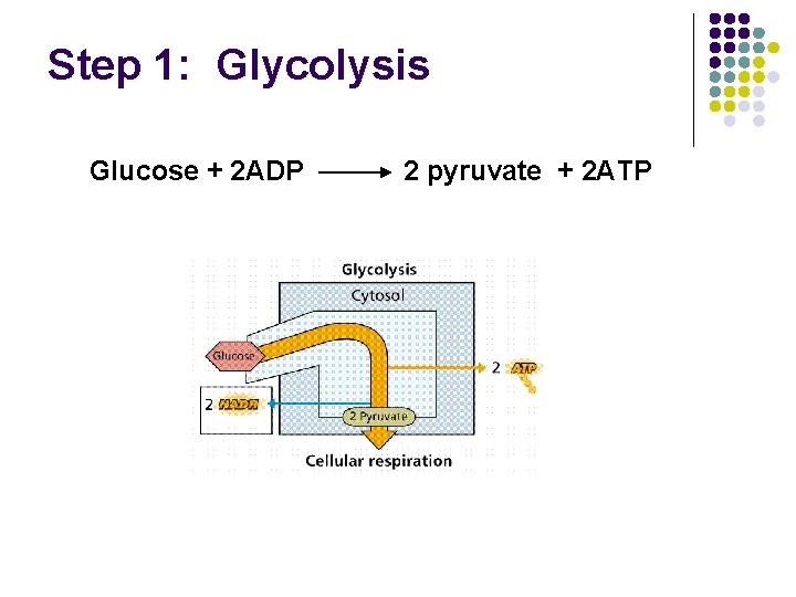 Step 1: Glycolysis Glucose + 2 ADP 2 pyruvate + 2 ATP 