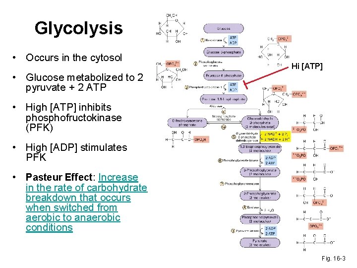 Glycolysis • Occurs in the cytosol Hi [ATP] • Glucose metabolized to 2 pyruvate