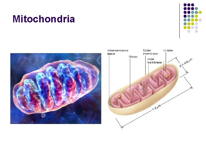 Mitochondria 