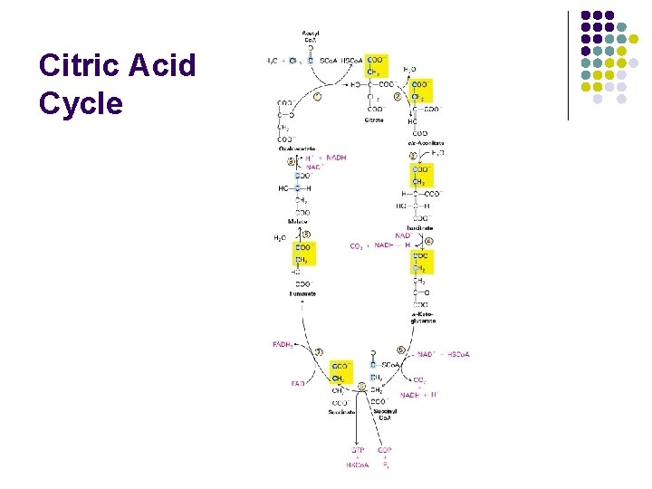 Citric Acid Cycle 