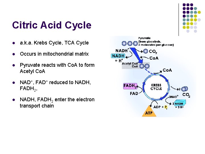 Citric Acid Cycle l a. k. a. Krebs Cycle, TCA Cycle l Occurs in