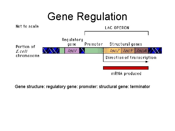 Gene Regulation Gene structure: regulatory gene: promoter: structural gene: terminator 