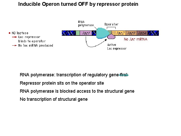 Inducible Operon turned OFF by repressor protein Animate RNA polymerase: transcription of regulatory gene