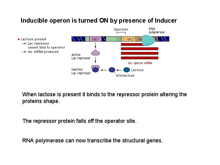 Inducible operon is turned ON by presence of Inducer When lactose is present it