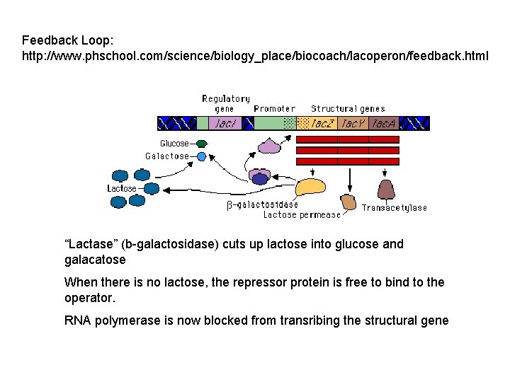 Feedback Loop: http: //www. phschool. com/science/biology_place/biocoach/lacoperon/feedback. html “Lactase” (b-galactosidase) cuts up lactose into glucose