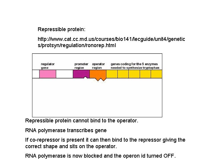 Repressible protein: http: //www. cat. cc. md. us/courses/bio 141/lecguide/unit 4/genetic s/protsyn/regulation/ronorep. html Repressible protein