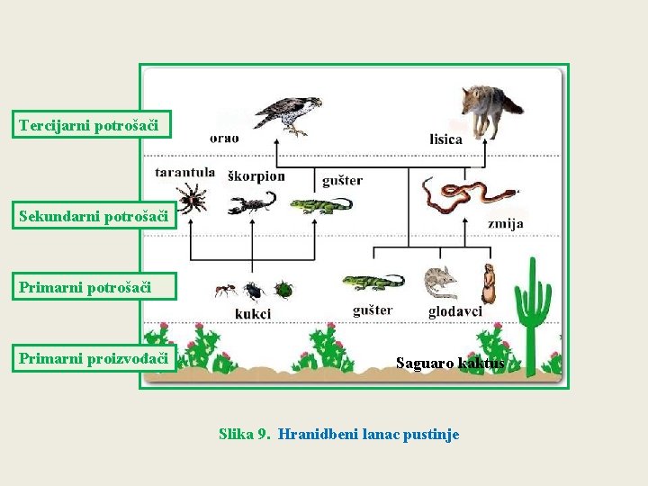 Tercijarni potrošači Sekundarni potrošači Primarni proizvođači Saguaro kaktus Slika 9. Hranidbeni lanac pustinje 