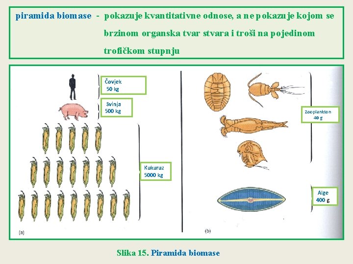  piramida biomase - pokazuje kvantitativne odnose, a ne pokazuje kojom se brzinom organska