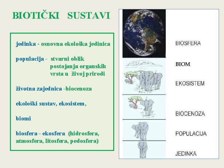 BIOTIČKI SUSTAVI jedinka - osnovna ekološka jedinica populacija - stvarni oblik postojanja organskih vrsta
