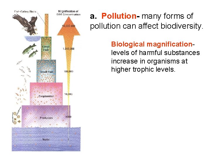 a. Pollution- many forms of pollution can affect biodiversity. Biological magnificationlevels of harmful substances