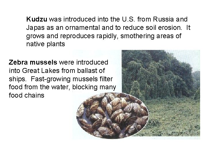 Kudzu was introduced into the U. S. from Russia and Japas as an ornamental