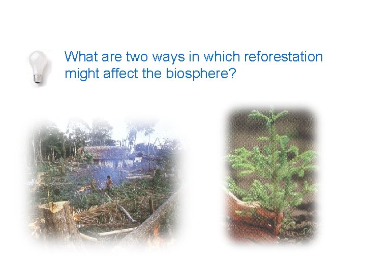 What are two ways in which reforestation might affect the biosphere? 