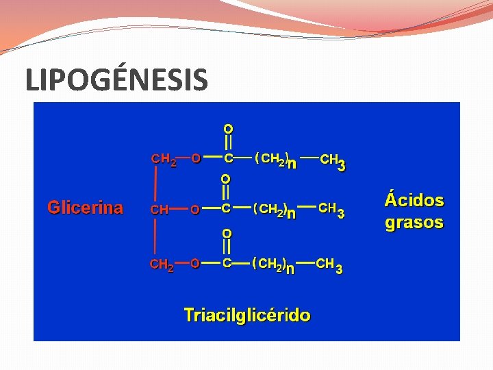 LIPOGÉNESIS 