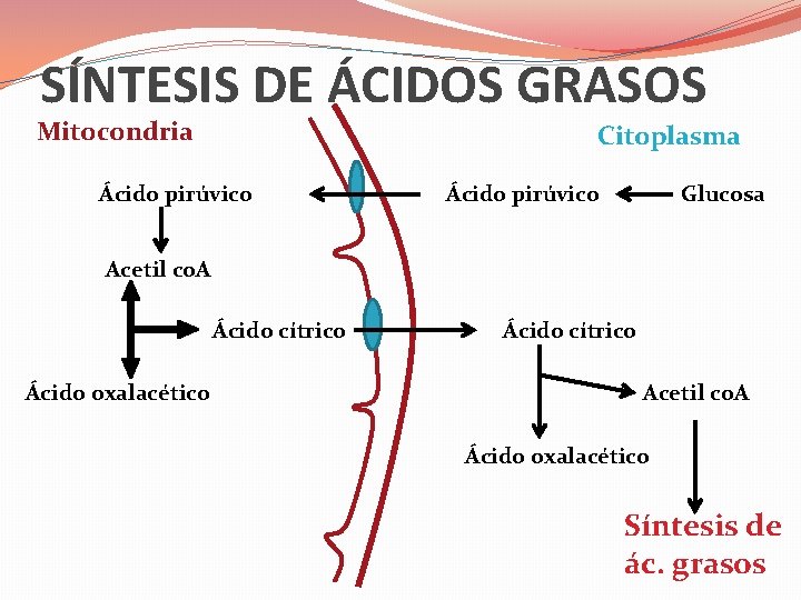 SÍNTESIS DE ÁCIDOS GRASOS Mitocondria Citoplasma Ácido pirúvico Glucosa Acetil co. A Ácido cítrico