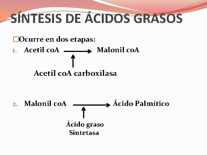 SÍNTESIS DE ÁCIDOS GRASOS �Ocurre en dos etapas: 1. Acetil co. A Malonil co.