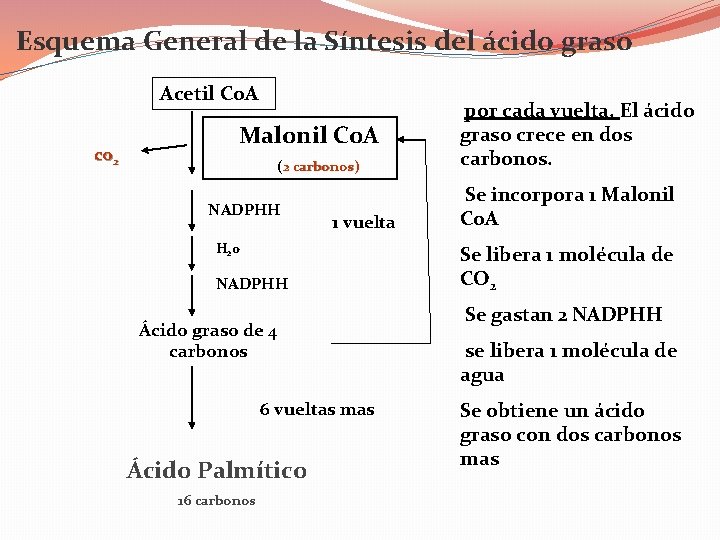 Esquema General de la Síntesis del ácido graso Acetil Co. A co 2 Malonil
