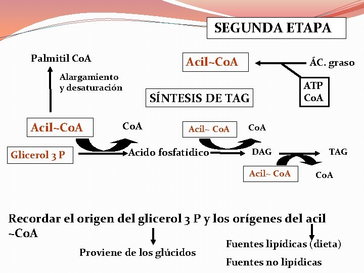 SEGUNDA ETAPA Palmitil Co. A Acil~Co. A Alargamiento y desaturación Acil~Co. A Glicerol 3