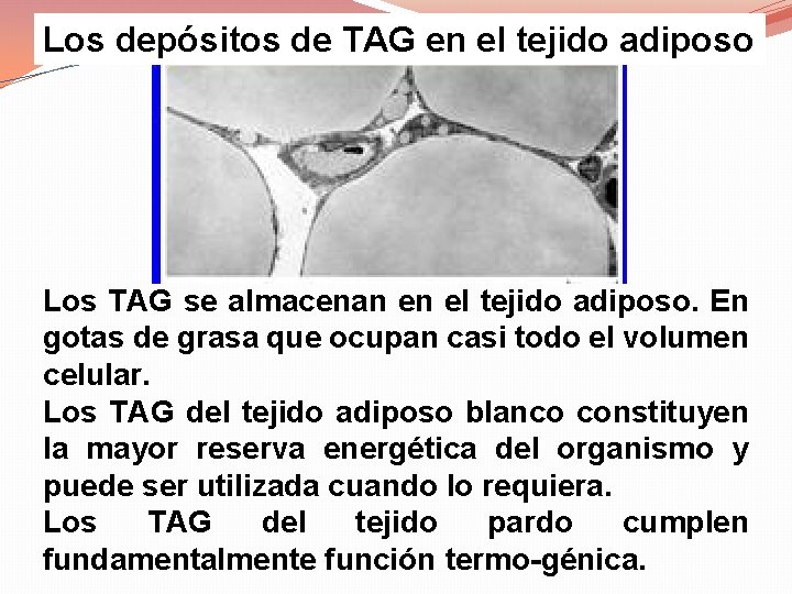 Los depósitos de TAG en el tejido adiposo Los TAG se almacenan en el
