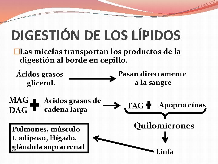 DIGESTIÓN DE LOS LÍPIDOS �Las micelas transportan los productos de la digestión al borde
