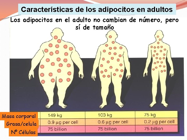 Características de los adipocitos en adultos Los adipocitos en el adulto no cambian de