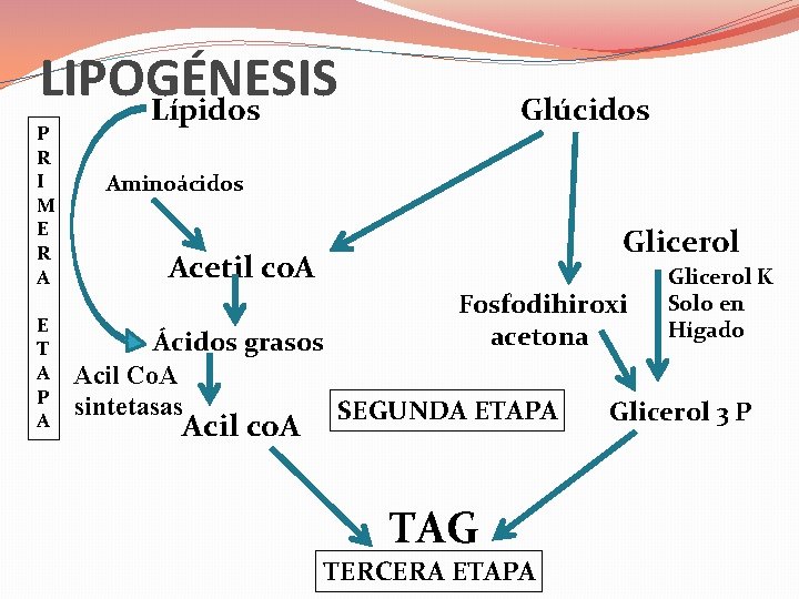 LIPOGÉNESIS Lípidos P R I M E R A E T A P A