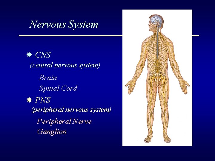 Nervous System CNS (central nervous system) Brain Spinal Cord PNS (peripheral nervous system) Peripheral