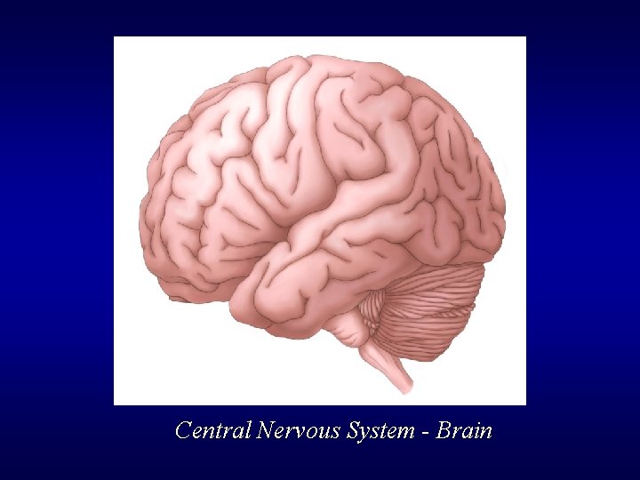 Central Nervous System - Brain 