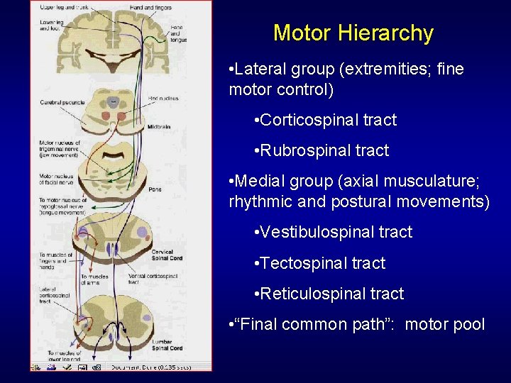 Motor Hierarchy • Lateral group (extremities; fine motor control) • Corticospinal tract • Rubrospinal