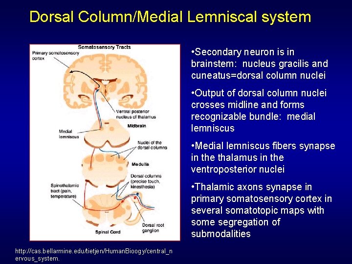 Dorsal Column/Medial Lemniscal system • Secondary neuron is in brainstem: nucleus gracilis and cuneatus=dorsal