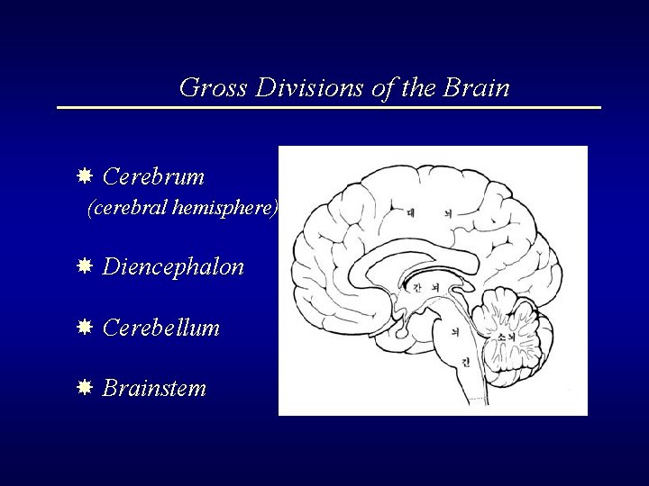Gross Divisions of the Brain Cerebrum (cerebral hemisphere) Diencephalon Cerebellum Brainstem 