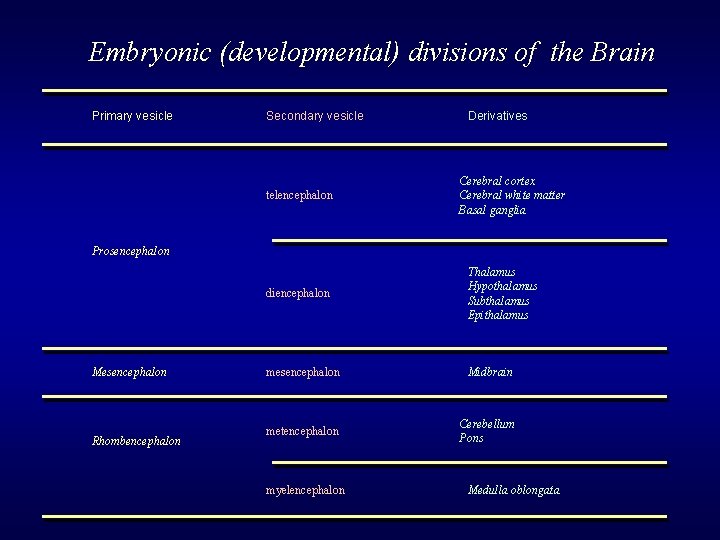 Embryonic (developmental) divisions of the Brain Primary vesicle Secondary vesicle telencephalon Derivatives Cerebral cortex