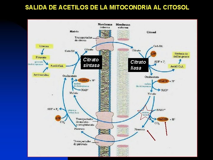 SALIDA DE ACETILOS DE LA MITOCONDRIA AL CITOSOL Citrato sintasa Citrato liasa 