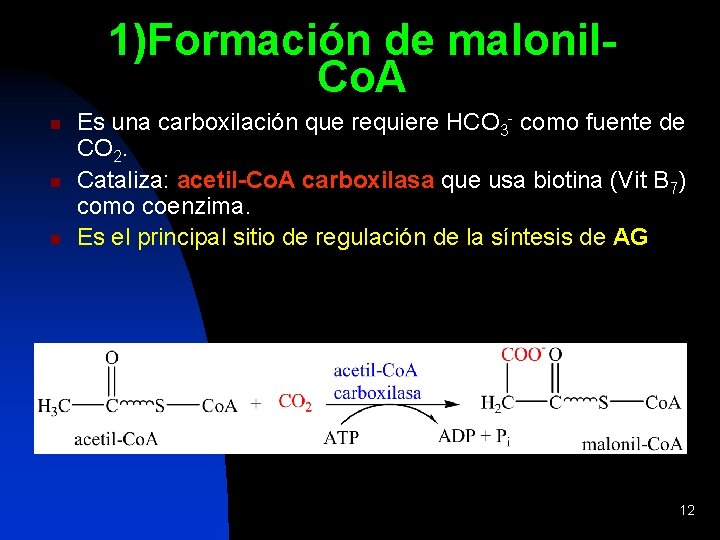1)Formación de malonil. Co. A n n n Es una carboxilación que requiere HCO