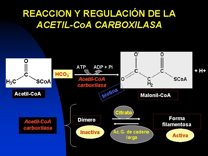 REACCION Y REGULACIÓN DE LA ACETIL-Co. A CARBOXILASA ATP + HCO 3 - ADP