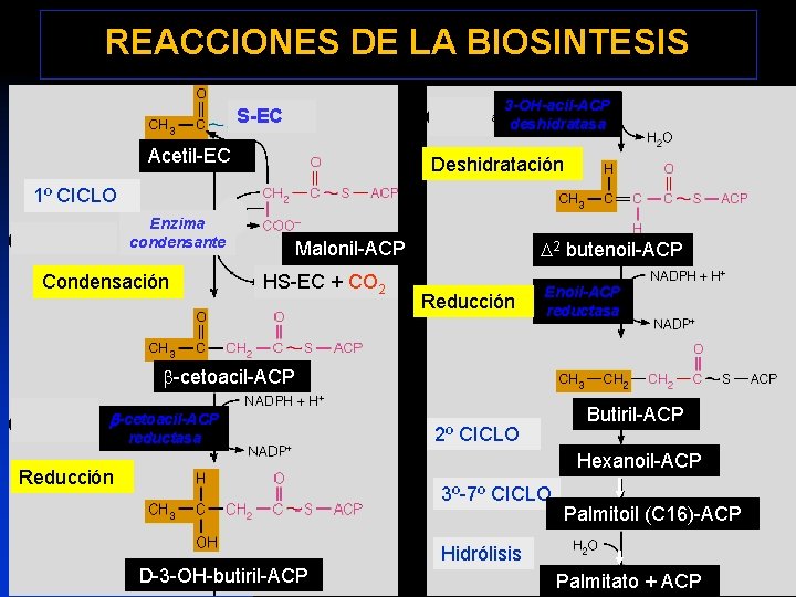 REACCIONES DE LA BIOSINTESIS 3 -OH-acil-ACP deshidratasa S-EC Acetil-EC H 2 0 Deshidratación 1º