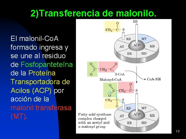 2)Transferencia de malonilo. El malonil-Co. A formado ingresa y se une al residuo de