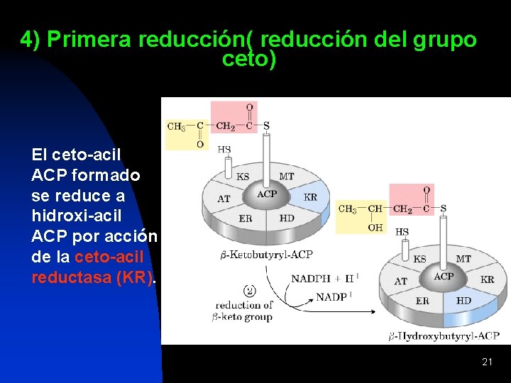 4) Primera reducción( reducción del grupo ceto) El ceto-acil ACP formado se reduce a