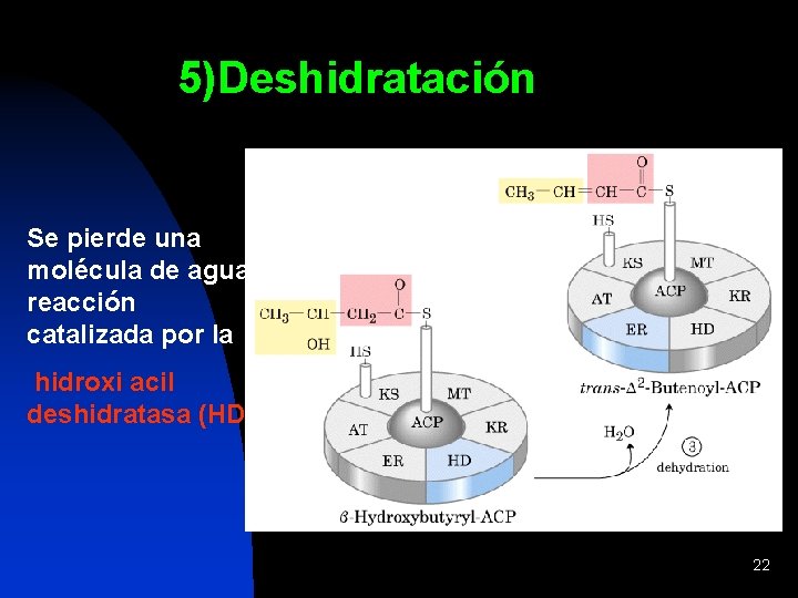 5)Deshidratación Se pierde una molécula de agua, reacción catalizada por la hidroxi acil deshidratasa