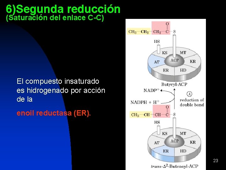 6)Segunda reducción (Saturación del enlace C-C) El compuesto insaturado es hidrogenado por acción de
