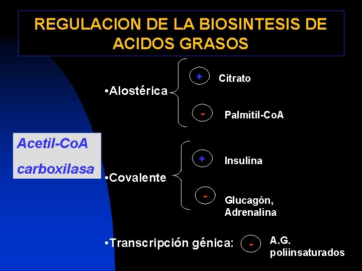 REGULACION DE LA BIOSINTESIS DE ACIDOS GRASOS + Citrato • Alostérica - Palmitil-Co. A