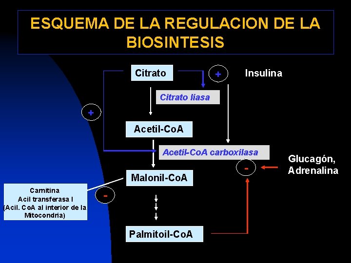 ESQUEMA DE LA REGULACION DE LA BIOSINTESIS Citrato + Insulina Citrato liasa + Acetil-Co.