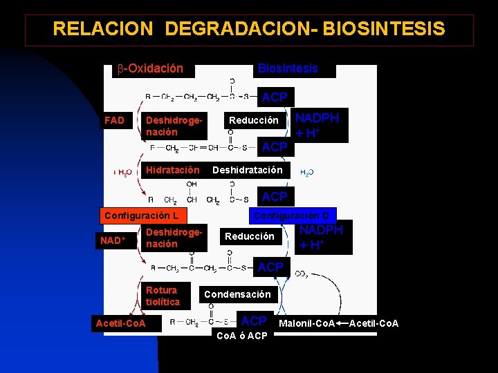 RELACION DEGRADACION- BIOSINTESIS b-Oxidación Biosíntesis ACP FAD Deshidrogenación NADPH + H+ Reducción ACP Hidratación