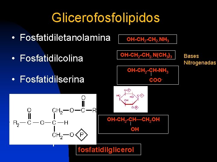 Glicerofosfolipidos • Fosfatidiletanolamina • Fosfatidilcolina • Fosfatidilserina OH-CH 2 -NH 3 OH-CH 2 -N(CH