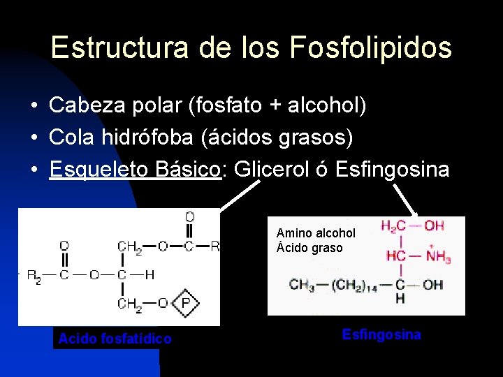 Estructura de los Fosfolipidos • Cabeza polar (fosfato + alcohol) • Cola hidrófoba (ácidos