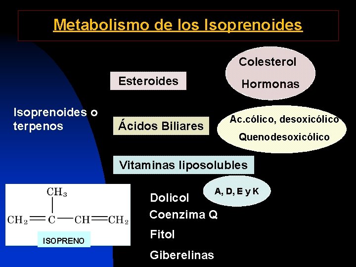 Metabolismo de los Isoprenoides Colesterol Esteroides Isoprenoides o terpenos Hormonas Ac. cólico, desoxicólico Ácidos