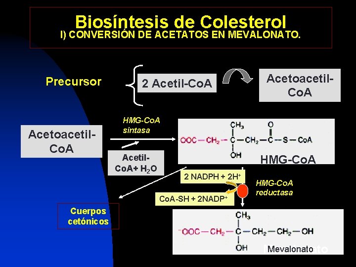 Biosíntesis de Colesterol I) CONVERSIÓN DE ACETATOS EN MEVALONATO. Precursor Acetoacetil. Co. A 2