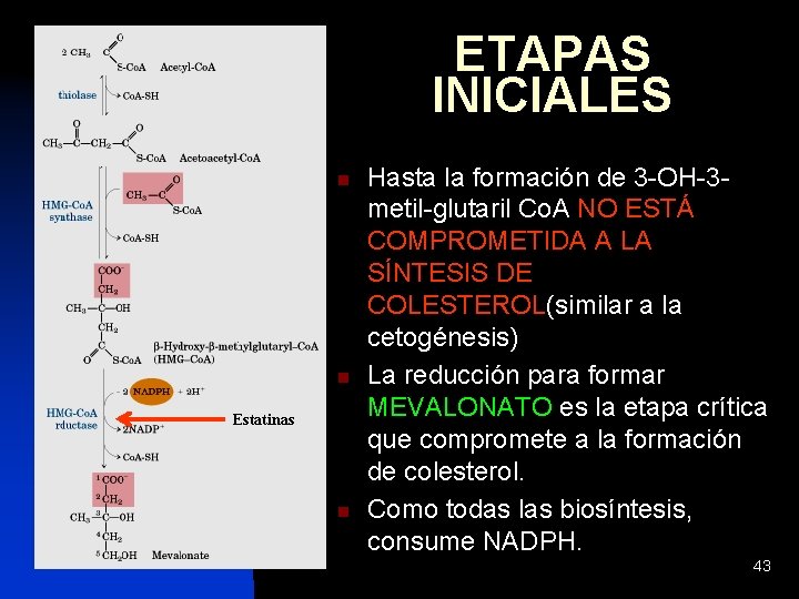 ETAPAS INICIALES n n Estatinas n Hasta la formación de 3 -OH-3 metil-glutaril Co.