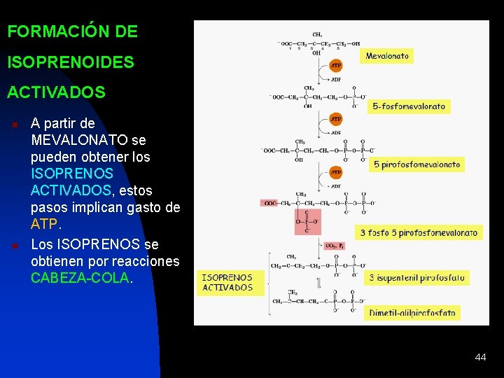 FORMACIÓN DE ISOPRENOIDES ACTIVADOS n n A partir de MEVALONATO se pueden obtener los