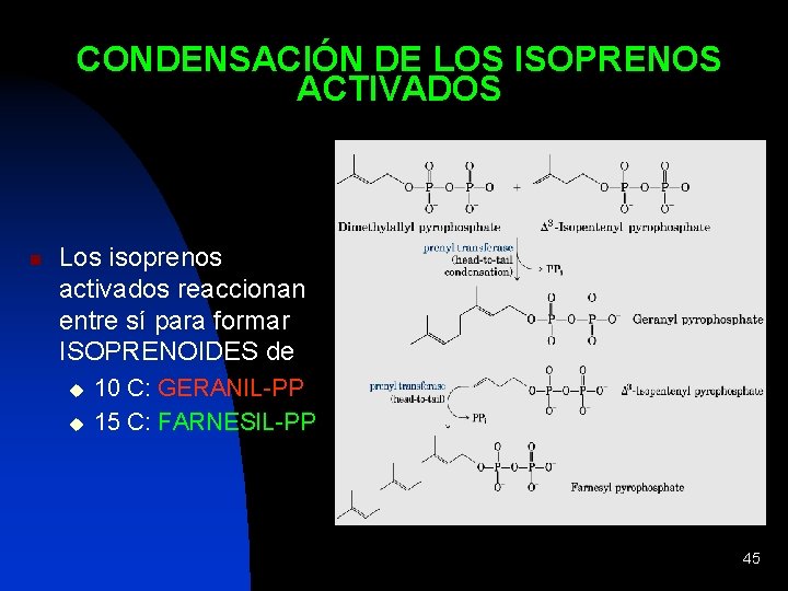 CONDENSACIÓN DE LOS ISOPRENOS ACTIVADOS n Los isoprenos activados reaccionan entre sí para formar