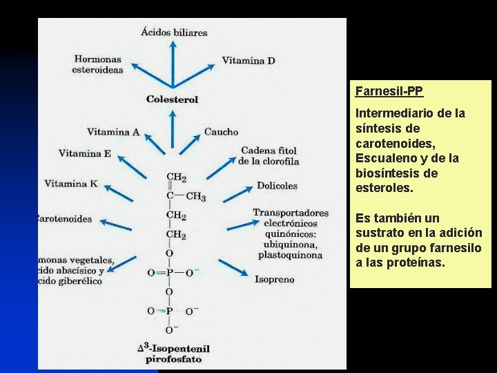 Farnesil-PP Intermediario de la síntesis de carotenoides, Escualeno y de la biosíntesis de esteroles.